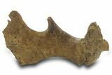 Fossil Hadrosaur (Edmontosaurus) Jugal Bone - Wyoming #377988-3